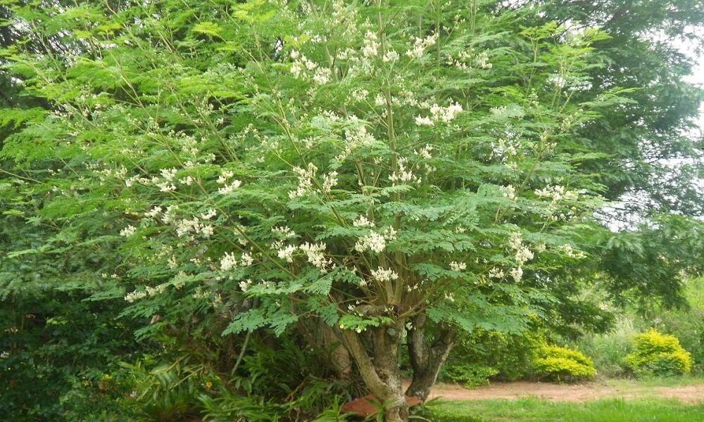 Moringa Oleifera Beneficios Da Planta Moringa Guia Definitivo